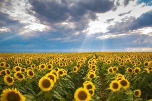 summer, sunflower, romania